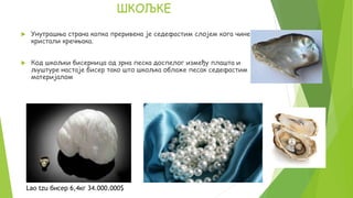  Унутрашња страна капка преривена је седефастим слојем кога чине
кристали кречњака.
 Код шкољки бисерница од зрна песка доспелог између плашта и
љуштуре настаје бисер тако што шкољка облаже песак седефастим
материјалом
Lao tzu бисер 6,4кг 34.000.000$
ШКОЉКЕ
 