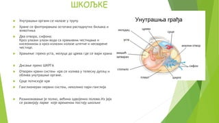 Шкољке - Skoljke | PPT