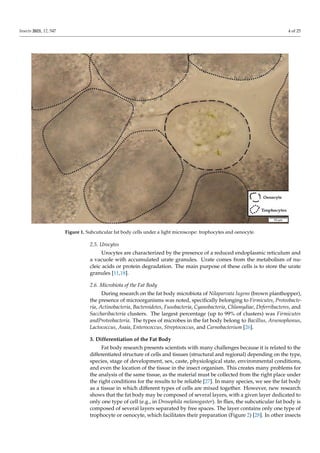 Faat Insect Multifunctional Roles of the Insect Fat Body in Metabolism, Immunity ...