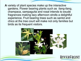 A  variety of plant species make up the interactive gardens. Flower bearing plants such as  ilang-ilang, champaca, sampaguita and rosal intends to exude fragrances making lazy afternoon strolls a delightful experience. Fruit bearing trees such as santol and chico at the tree court will make not only families but birds as its frequent visitors. 