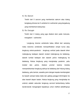 17
4) Os. Sacrum
Terdiri dari 5 sacrum yang membentuk sakrum atau tulang
kengkang dimana ke 5 vertebral ini rudimenter yang bergabung
yang membentuk tulang bayi.
5) Os. Coccygis
Terdiri dari 4 tulang yang juga disebut ekor pada manusia,
mengalami rudimenter.
Lengkung koluma vertebralis kalau dilihat dari samping
maka kolumna vertebralis memperlihatkan empat kurva atau
lengkung antero-pesterior : lengkung vertical pada daerah leher
melengkung kedepan daerah torakal melengkung ke belakang,
daerah lumbal kedepan dan daerah pelvis melengkung ke
belakang. Kedua lengkung yang menghadap pasterior, yaitu
torakal dan pelvis, disebut promer karena mereka
mempertahankan lengkung aslinya ke belakang dari hidung tulang
belakang, yaitu bentuk, sewaktu janin dengan kepala membengkak
ke bawah sampai batas dada dan gelang panggul dimiringkan ke
atas kearah depan badan. Kedua lengkung yang menghadap ke
anterior adalah sekunder lengkung servical berkembang ketika
kanak-kanak mengangkat kepalanya untuk melihat sekelilingnya
 