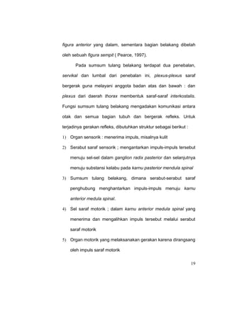 19
figura anterior yang dalam, sementara bagian belakang dibelah
oleh sebuah figura sempit ( Pearce, 1997).
Pada sumsum tulang belakang terdapat dua penebalan,
servikal dan lumbal dari penebalan ini, plexus-plexus saraf
bergerak guna melayani anggota badan atas dan bawah : dan
plexus dari daerah thorax membentuk saraf-saraf interkostalis.
Fungsi sumsum tulang belakang mengadakan komunikasi antara
otak dan semua bagian tubuh dan bergerak refleks. Untuk
terjadinya gerakan refleks, dibutuhkan struktur sebagai berikut :
1) Organ sensorik : menerima impuls, misalnya kulit
2) Serabut saraf sensorik ; mengantarkan impuls-impuls tersebut
menuju sel-sel dalam ganglion radix pasterior dan selanjutnya
menuju substansi kelabu pada karnu pasterior mendula spinal
3) Sumsum tulang belakang, dimana serabut-serabut saraf
penghubung menghantarkan impuls-impuls menuju karnu
anterior medula spinal.
4) Sel saraf motorik ; dalam karnu anterior medula spinal yang
menerima dan mengalihkan impuls tersebut melalui serabut
saraf motorik
5) Organ motorik yang melaksanakan gerakan karena dirangsang
oleh impuls saraf motorik
 