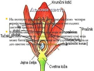 Делови цвета
   На потпуно развијеном цвету разликујемо четири
    серије:чашице,крунице,прашника и оплодних
    листова сраслих у тучак.
   Терминални део цветне осе који носи цветне
    листиће назива се цветна ложа (рецептакулум) која
    може бити равна, испупчена или удубљена, а остали
    део цветне осе назива се цветна дршка.
 