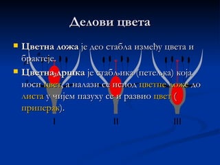 Делови цвета
   Цветна ложа је део стабла између цвета и
    брактеје.
   Цветна дршка је стабљика (петељка) која
    носи цвет, а налази се испод цветне ложе до
    листа у чијем пазуху се и развио цвет (
    приперак).
 