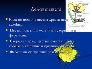 Делови цвета
   Када не постоји цветна дршка цвет називамо
    седећим.
    Цветни листићи могу бити стерилни и
    фертилни.
    Стерилни граде цветни омотач, у њих
    убрајамо чашичне и круничне листиће.
    Фертилни су прашници и карпеле.
 