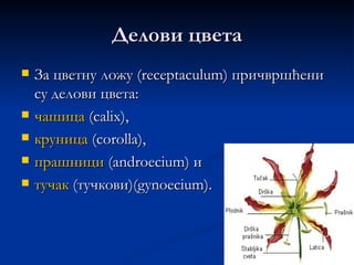 Делови цвета
   За цветну ложу (receptaculum) причвршћени
    су делови цвета:
   чашица (calix),
   круница (corolla),
   прашници (аndroecium) и
   тучак (тучкови)(gynoecium).
 