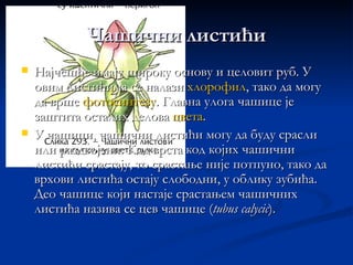 Чашични листићи
   Најчешће имају широку основу и целовит руб. У
    овим листићима се налази хлорофил, тако да могу
    да врше фотосинтезу. Главна улога чашице је
    заштита осталих делова цвета.
   У чашици, чашични листићи могу да буду срасли
    или раздвојени. Код врста код којих чашични
    листићи срастају, то срастање није потпуно, тако да
    врхови листића остају слободни, у облику зубића.
    Део чашице који настаје срастањем чашичних
    листића назива се цев чашице (tubus calycic).
 