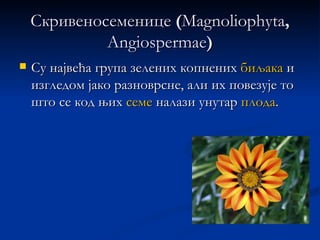 Скривеносеменице (Magnoliophyta,
             Angiospermae)
   Су највећа група зелених копнених биљака и
    изгледом јако разноврсне, али их повезује то
    што се код њих семе налази унутар плода.
 