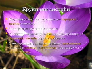 Крунични листићи
   Круница (corolla) је унутрашњи део перијанта (
    цветног омотача).
   Чини је скуп круничних листића.
   Крунични листићи су углавном доста крупнији од
    чашичних листића и јарко су обојени.
   Улога крунице је да привуче пажњу животињама
    (најчешће птицама и инсектима) које имају улогу у
    размножавању.
 