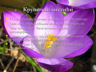 Крунични листићи
   По оплођењу,крунични листићи најчешће опадају.
   Они могу бити:слободни или међусобно срасли.
   Они такође могу бити актиноморфни и
    зигоморфни.
   Актиноморфни су ако се кроз њихово средиште
    могу провући безброј равни симетрије.
   Зигоморфни су ако се може провући само једна
    раван симетрија.
 