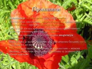 Прашници
   Прашник је биљни орган који ствара полен.
    Настао је из листоликих микроспорофила примитивних
    голосеменица - предака скривеносеменица.
   Листолики изглед прашника се среће код примитивних
    скривеносеменица, као што су локвањи.
    Скуп свих прашника у цвету се назива андрецеум
    (Androeceum).
   Њихов број је веома различит код различитих биљних врста
    ; од један па до више стотина.
    Цветови који немају прашнике су једнополни – женски
    цветови, а они који имају само прашнике су једнополни –
    мушки цветови.
 