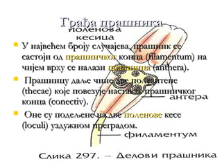 Грађа прашника
   У највећем броју случајева, прашник се
    састоји од прашничког конца (filamentum) на
    чијем врху се налази прашница (anthera).
    Прашницу даље чине две полуантене
    (thecae) које повезује наставак прашничког
    конца (conectiv).
    Оне су подељене на две поленове кесе
    (loculi) уздужном преградом.
 