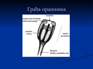 Грађа прашника
 