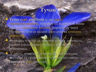 Тучак
   Тучак (лат. pistillum) је део цвета
    скривеносеменица, изграђен од једног или више
    сраслих оплодних листића (карпела), у чијој
    унутрашњости се налази шупљина са семеним
    замецима.
   Функција тучка је да заштити семене заметке од
    разних спољашњих утицаја, у првом реду
    исушивања.
    У цвету, тучак или тучкови (тј. сви оплодни
    листићи) су организовани у женски део цвета —
    гинецеум (лат. gynoeceum).
 