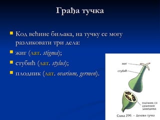 Грађа тучка

   Код већине биљака, на тучку се могу
    разликовати три дела:
   жиг (лат. stigma);
   стубић (лат. stylus);
   плодник (лат. ovarium, germen).
 