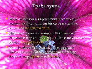 Грађа тучка

   Жиг се налази на врху тучка и често је
    храпав или лепљив, да би се за њега лако
    залепила поленова зрна.
   На жигу се налази течност са биљним
    хормонима, која индукују клијање поленових
    зрна у поленову цев.
   Жиг је нарочито развијен код цветова
    анемофилних биљака (које се опрашују
    ветром, нпр. траве или буква).
 