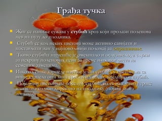 Грађа тучка

   Жиг се наниже сужава у стубић кроз који пролази поленова
    цев на путу до плодника.
    Стубић се код неких цветова може активно савијати и
    постављати жиг у најповољнији положај за опрашивање.
    Ткиво стубића најчешће је омекшало и ослузавело, а служи
    за исхрану поленових цеви за време њиховог раста ка
    семеним замецима.
   Иако од сваке карпеле настаје један стубић, у цветовима са
    више карпела они могу срастати у један, заједнички стубић.
    Поједини цветови не поседују стубић, па се жиг у виду траке
    или шава налази директно на плоднику (појава звана
    астилија).
 