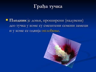 Грађа тучка

   Плодник је доњи, проширени (надувени)
    део тучка у коме су смештени семени замеци
    и у коме се одвија оплођење.
 
