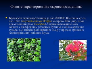 Опште карактеристике скривеносеменица

   Број врста скривеносеменица је око 250.000. Величине су од
    око 1mm (плутајућа биљка Wolffia) до преко 80m (нпр. неки
    представници рода Eucaliptus). Скривеносеменице могу
    живети у најсуровијим условима пустиња и обода арктичке
    тундре, али највећу разноврсност имају у пределу тропских
    (екваторијалних) кишних шума.
 