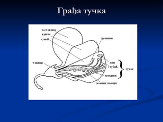 Грађа тучка
 