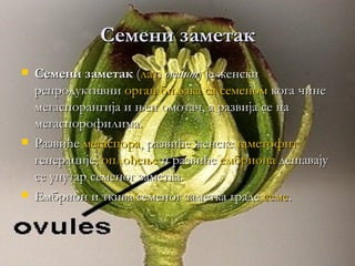 Семени заметак
   Семени заметак (лат. ovulum) је женски
    репродуктивни орган биљака са семеном кога чине
    мегаспорангија и њен омотач, а развија се на
    мегаспорофилима.
   Развиће мегаспора, развиће женске гаметофит
    генерације, оплођење и развиће ембриона дешавају
    се унутар семеног заметка.
   Ембрион и ткива семеног заметка граде семе.
 