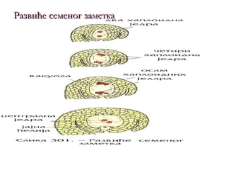 Развиће семеног заметка
 