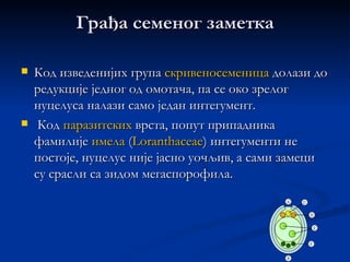 Грађа семеног заметка

   Код изведенијих група скривеносеменица долази до
    редукције једног од омотача, па се око зрелог
    нуцелуса налази само један интегумент.
    Код паразитских врста, попут припадника
    фамилије имела (Loranthaceae) интегументи не
    постоје, нуцелус није јасно уочљив, а сами замеци
    су срасли са зидом мегаспорофила.
 