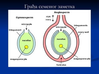 Грађа семеног заметка
 