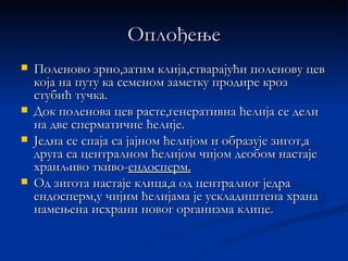 Оплођење
   Поленово зрно,затим клија,стварајући поленову цев
    која на путу ка семеном заметку продире кроз
    стубић тучка.
   Док поленова цев расте,генеративна ћелија се дели
    на две сперматичне ћелије.
   Једна се спаја са јајном ћелијом и образује зигот,а
    друга са централном ћелијом чијом деобом настаје
    хранљиво ткиво-ендосперм.
   Од зигота настаје клица,а од централног једра
    ендосперм,у чијим ћелијама је ускладиштена храна
    намењена исхрани новог организма клице.
 