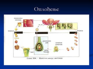 Оплођење
 