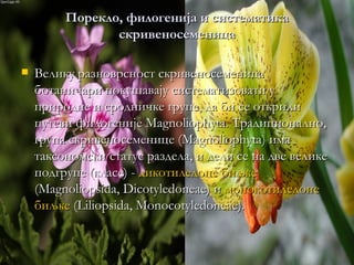 Порекло, филогенија и систематика
                скривеносеменица

   Велику разноврсност скривеносеменица
    ботаничари покушавају систематизовати у
    природне и сродничке групе, да би се открили
    путеви филогеније Magnoliophyta. Традиционално,
    група скривеносеменице (Magnoliophyta) има
    таксономски статус раздела, и дели се на две велике
    подгрупе (класе) - дикотиледоне биљке
    (Magnoliopsida, Dicotyledoneae) и монокотиледоне
    биљке (Liliopsida, Monocotyledoneae).
 