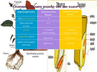 Основне разлике између ове две класе су:
  карактеристика     дикотиледоне   монокотиледоне
                        биљке           биљке

  број котиледона         2               1
    број цветних         4-5
                                          3
      делова
      полен            у основи       у основи
                     триколпатни    моноколпатни
  нерватура листа
                      мрежаста        паралелна
  право секундарно
                      присутно         одсутно
      дебљање
 