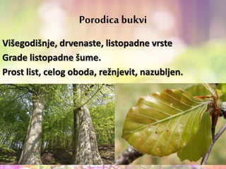 Porodica bukvi
Višegodišnje, drvenaste, listopadne vrste
Grade listopadne šume.
Prost list, celog oboda, režnjevit, nazubljen.
 