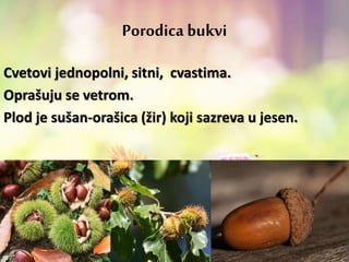 Porodica bukvi
Cvetovi jednopolni, sitni, cvastima.
Oprašuju se vetrom.
Plod je sušan-orašica (žir) koji sazreva u jesen.
 