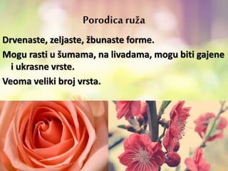 Porodica ruža
Drvenaste, zeljaste, žbunaste forme.
Mogu rasti u šumama, na livadama, mogu biti gajene
i ukrasne vrste.
Veoma veliki broj vrsta.
 