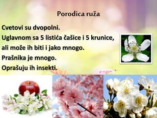 Cvetovi su dvopolni.
Uglavnom sa 5 listića čašice i 5 krunice,
ali može ih biti i jako mnogo.
Prašnika je mnogo.
Oprašuju ih insekti.
Porodica ruža
 