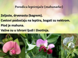 Porodica leptirnjače (mahunarke)
Zeljaste, drvenasta (bagrem).
Cvetovi podsećaju na leptira, bogati su nektrom.
Plod je mahuna.
Važne su u ishrani ljudi i životinja.
 