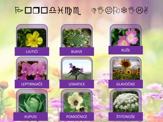 Porodice DIKOTILA
LJUTIĆI BUKVE RUŽE
LEPTIRNJAČE USNATICE GLAVOČIKE
KUPUSI POMOĆNICE ŠTITONOŠE
 