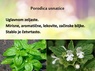 Porodica usnatice
Uglavnom zeljaste.
Mirisne, aromatične, lekovite, začinske biljke.
Stablo je četvrtasto.
 