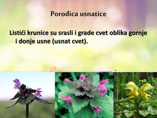 Porodica usnatice
Listići krunice su srasli i grade cvet oblika gornje
i donje usne (usnat cvet).
 