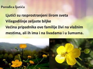 Porodicaljutića
Ljutići su rasprostranjeni širom sveta
Višegodišnje zeljaste biljke
Većina pripadnika ove familije živi na vlažnim
mestima, ali ih ima i na livadama i u šumama.
 