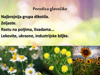 Porodica glavočike
Najbrojnija grupa dikotila.
Zeljaste.
Rastu na poljima, livadama...
Lekovite, ukrasne, industrijske biljke.
 