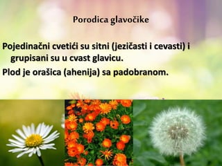 Porodica glavočike
Pojedinačni cvetići su sitni (jezičasti i cevasti) i
grupisani su u cvast glavicu.
Plod je orašica (ahenija) sa padobranom.
 
