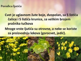 Cvet je uglavnom žute boje, dvopolan, sa 5 listića
čašice i 5 listića krunice, sa velikim brojem
prašnika tučkova
Mnoge vrste ljutića su otrovne, a neke se koriste
za proizvodnju lekova (gorocvet, jedić).
Porodicaljutića
 