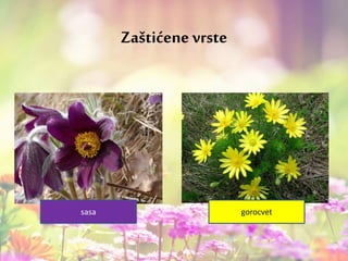 Zaštićene vrste
sasa gorocvet
 