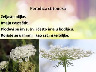 Porodica štitonoša
Zeljaste biljke.
Imaju cvast štit.
Plodovi su im sušni i često imaju bodljicu.
Koriste se u ihrani i kao začinske biljke.
 
