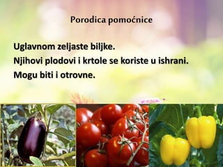 Porodica pomoćnice
Uglavnom zeljaste biljke.
Njihovi plodovi i krtole se koriste u ishrani.
Mogu biti i otrovne.
 