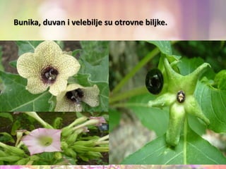 Bunika, duvan i velebilje su otrovne biljke.
 