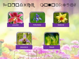 Porodice monoKOTILA
LJILJANI PERUNIKE NARCISI
ORHIDEJE TRAVE
 