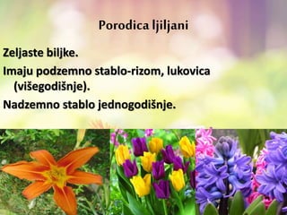 Porodica ljiljani
Zeljaste biljke.
Imaju podzemno stablo-rizom, lukovica
(višegodišnje).
Nadzemno stablo jednogodišnje.
 